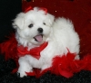 Nice-Charming-Teacup-maltese-Puppies-for-Christmas