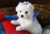 home-trained-maltese-puppy