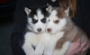 Adorable-and-healthy-cute-Siberian-husky-puppies-for-sale